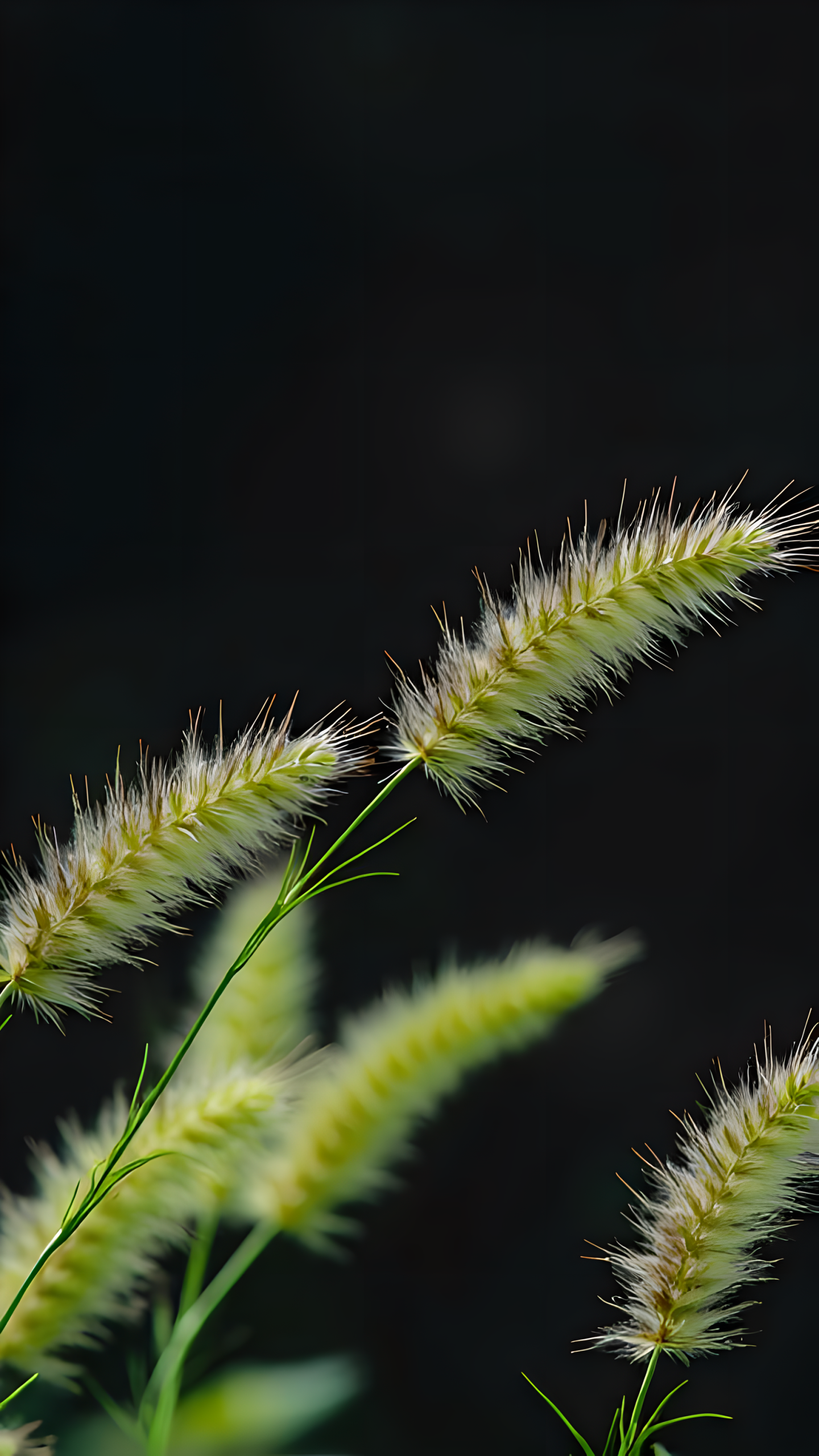 毛毛草