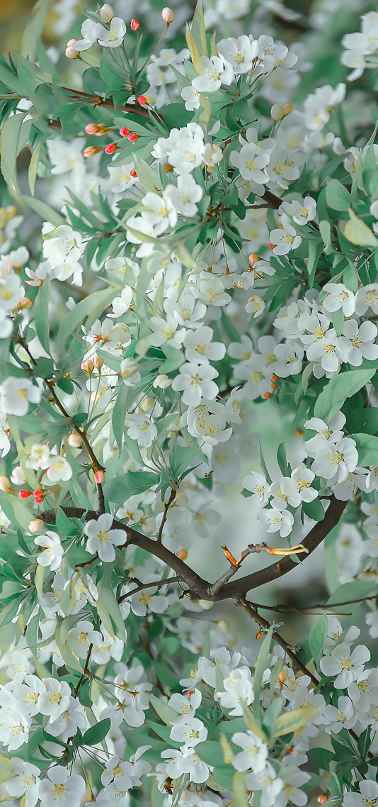 蘋果花