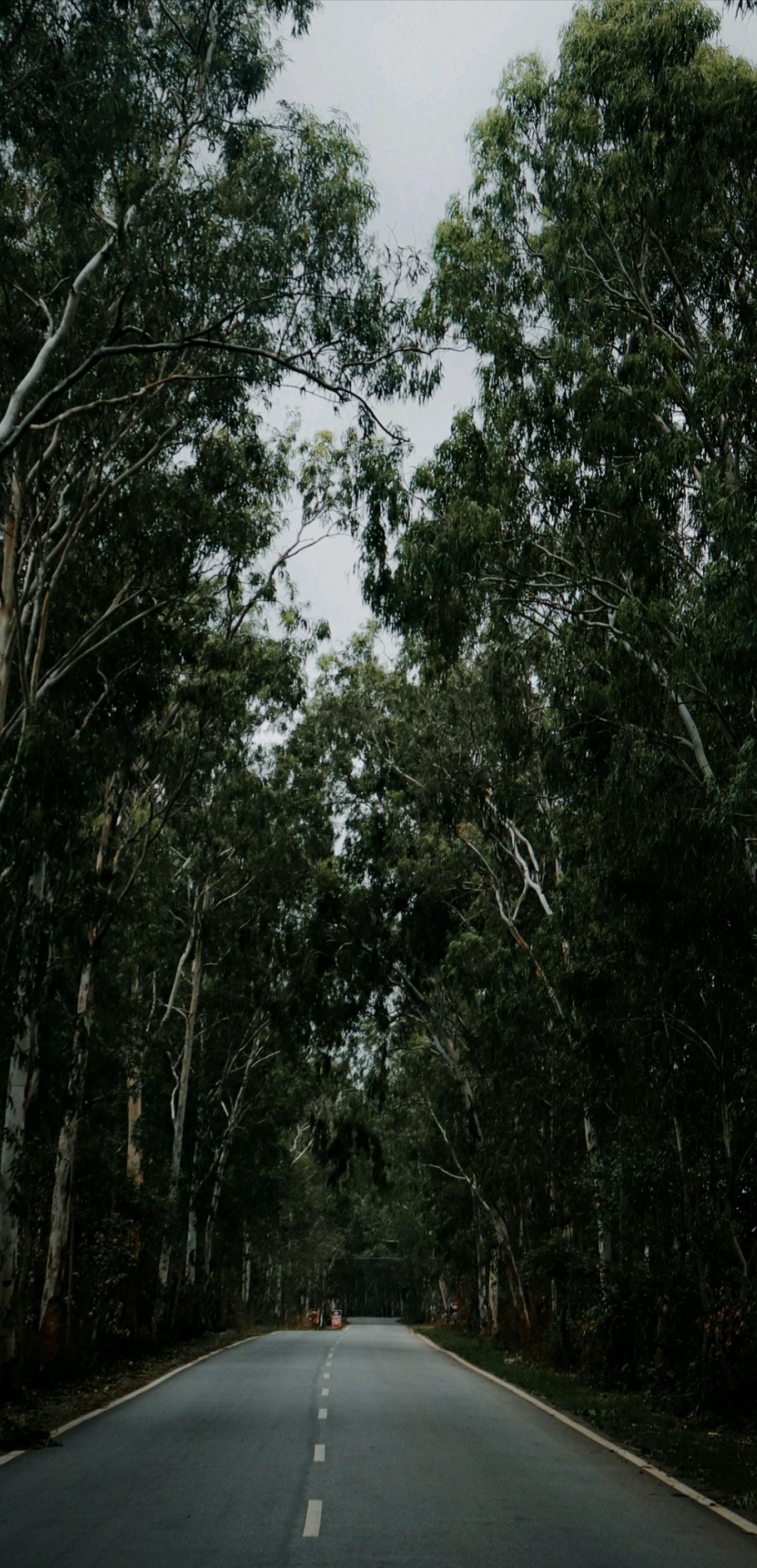 护眼风景树