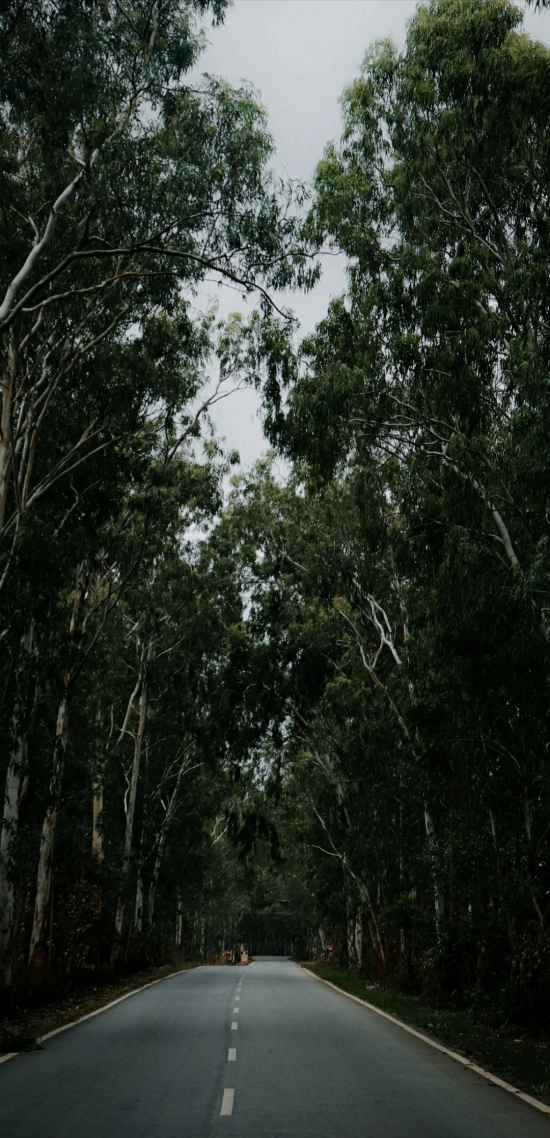 护眼风景树