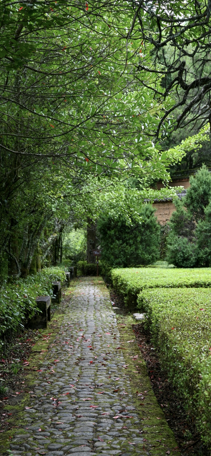 绿色清新风景