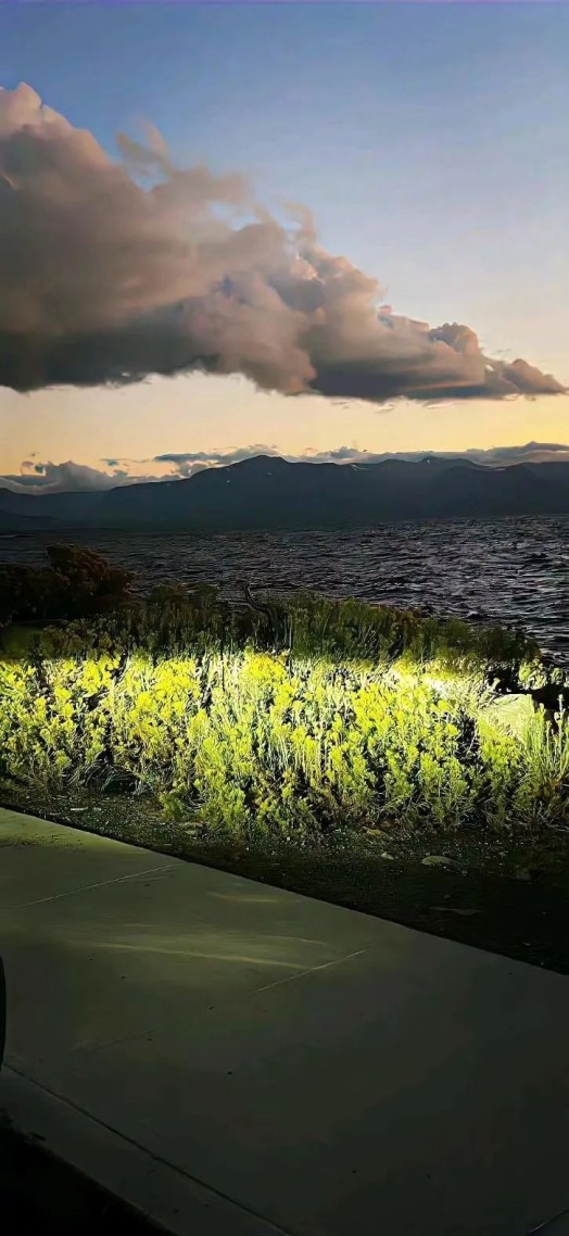 野草