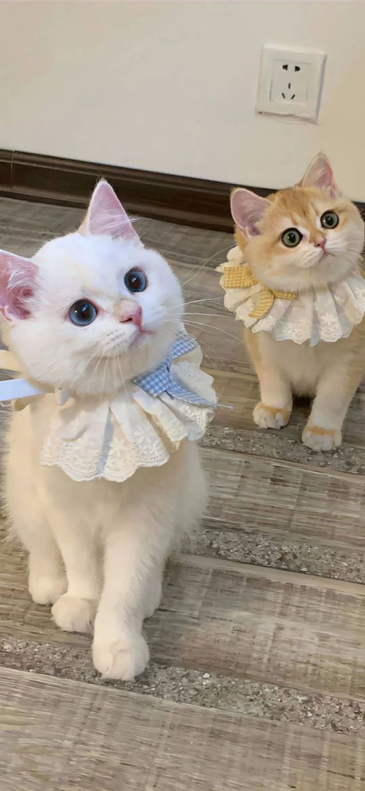 小猫