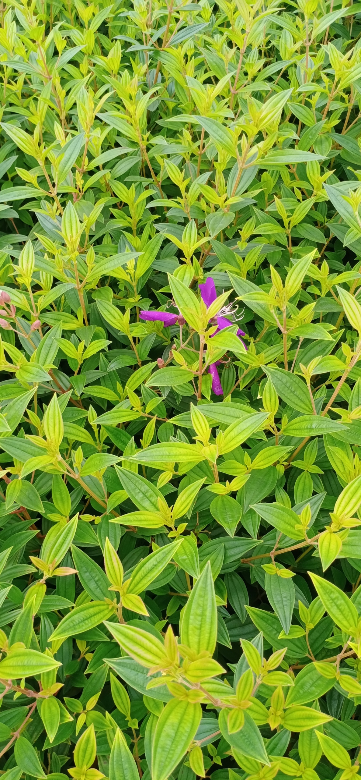 綠色護眼花草