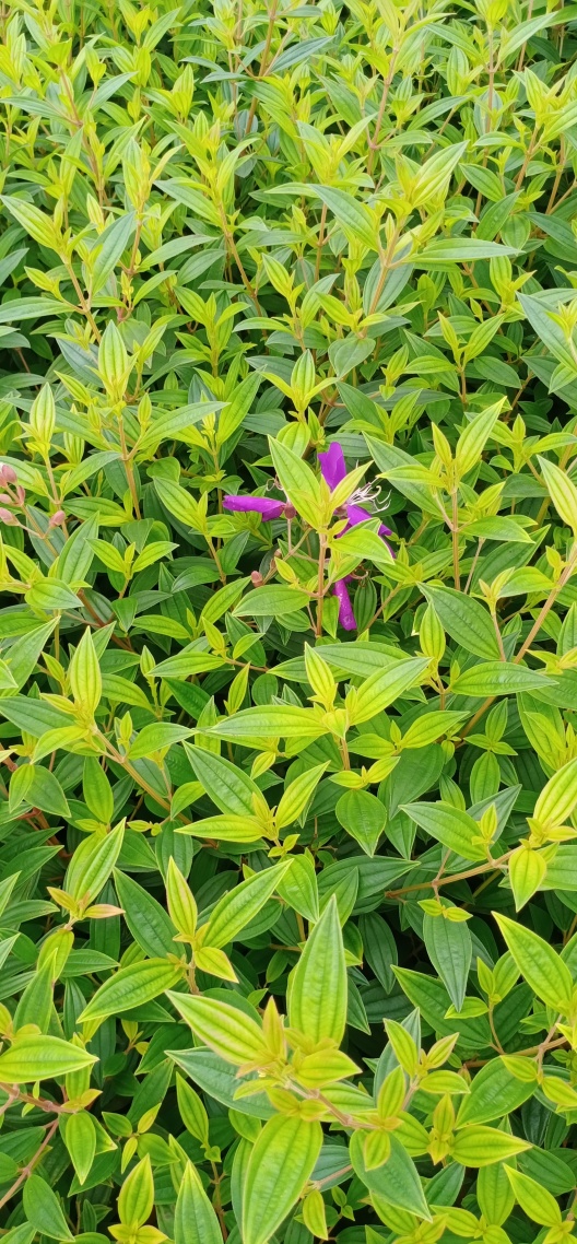 绿色护眼花草