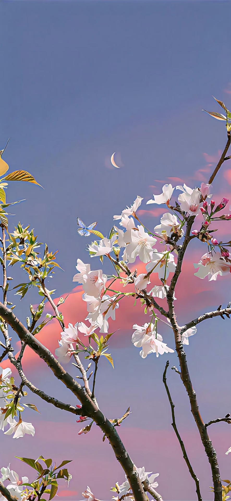 梨花