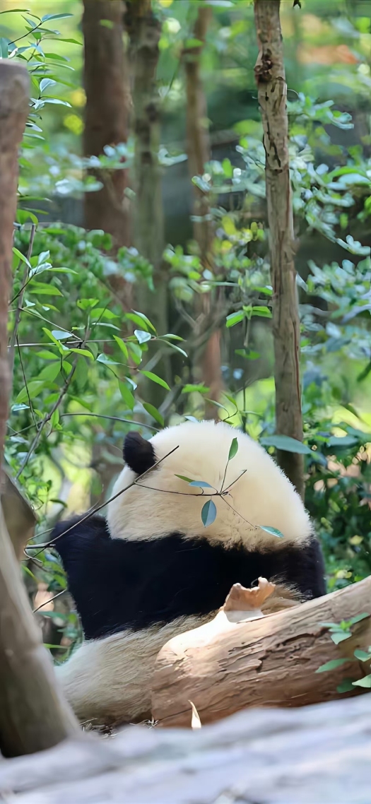 熊猫花花