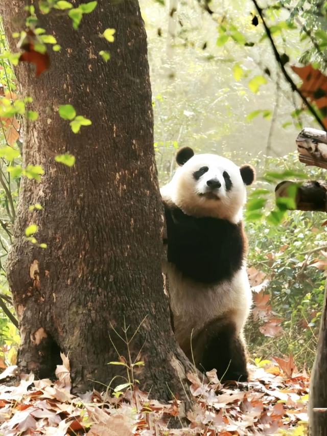 小可愛