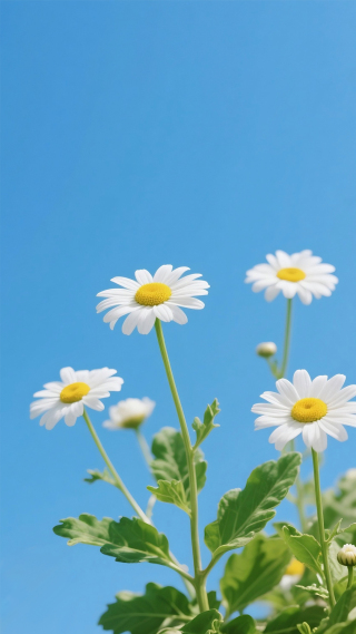 小清新野菊花