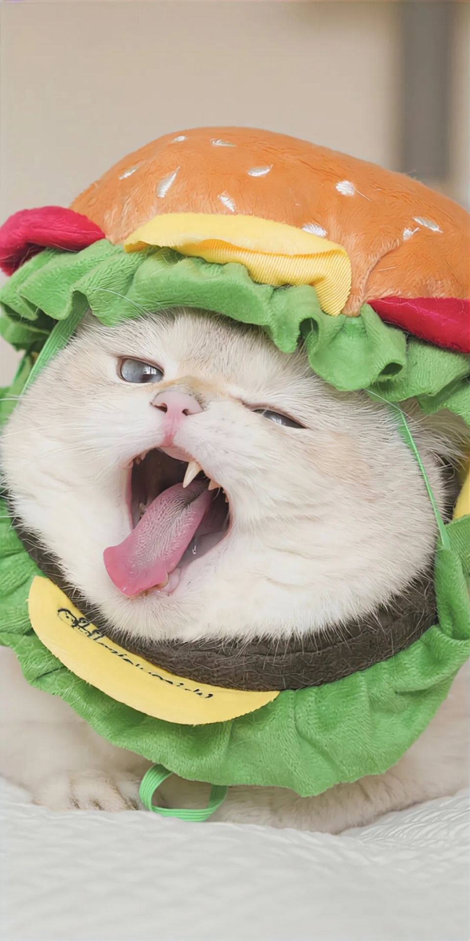 可愛貓貓