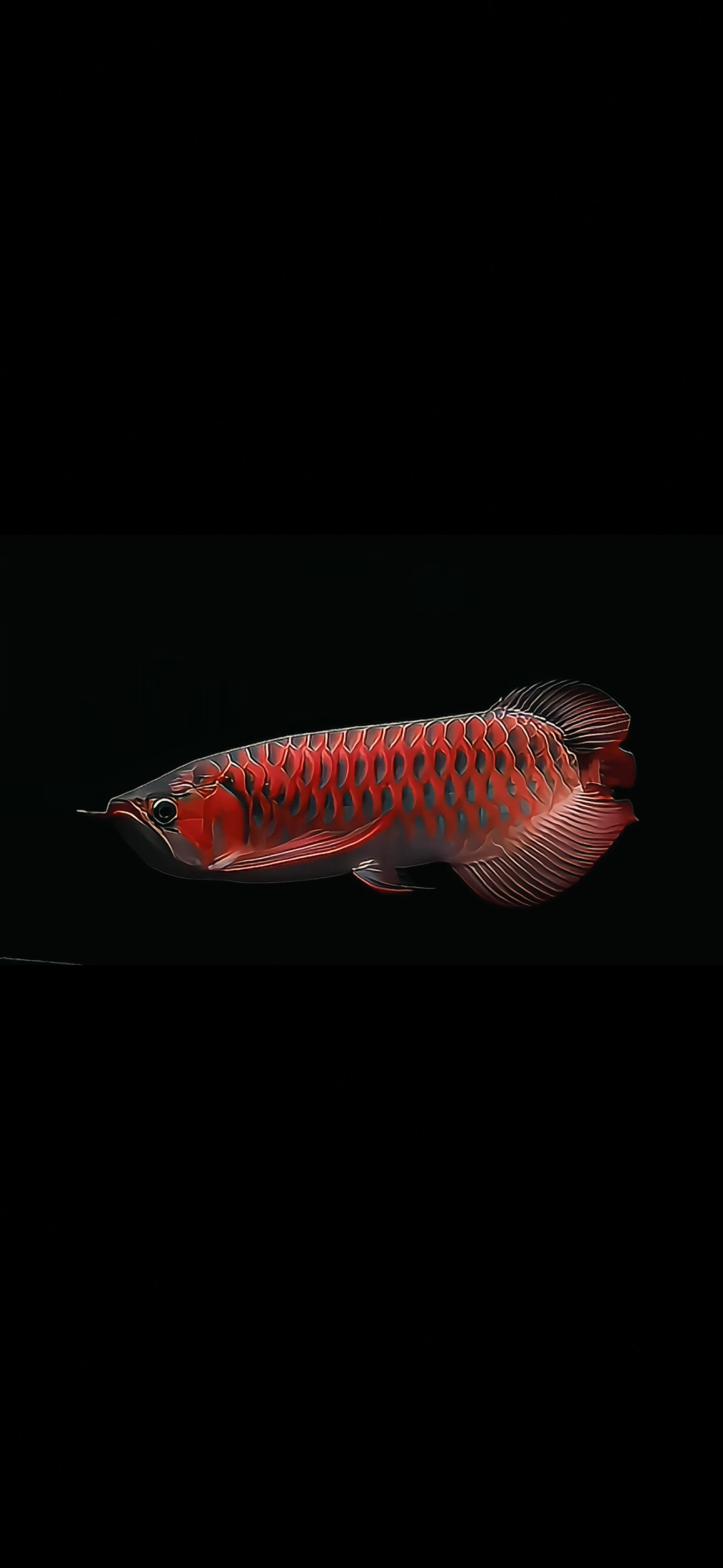 發財金龍魚②
