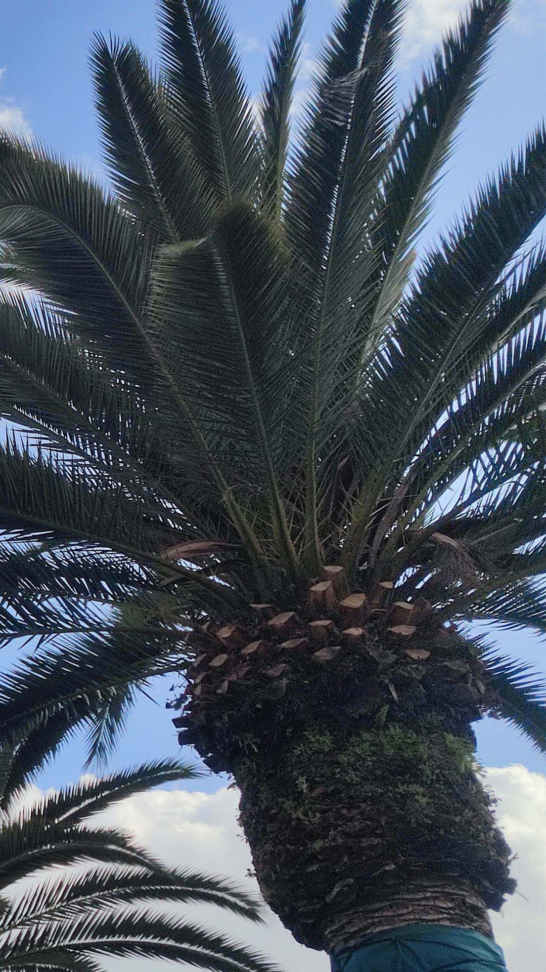 樹
