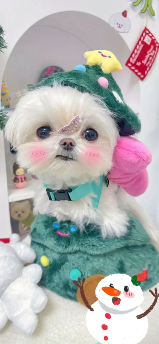 可爱小狗