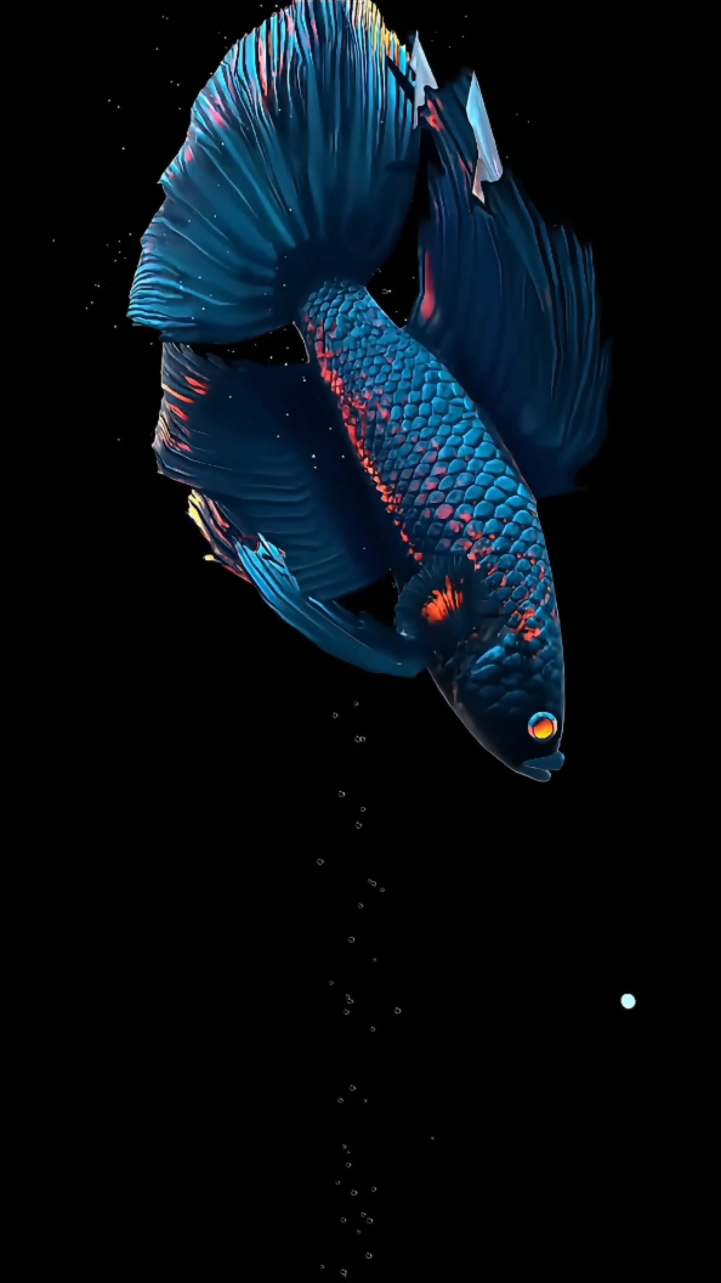 4k好運鬥魚①