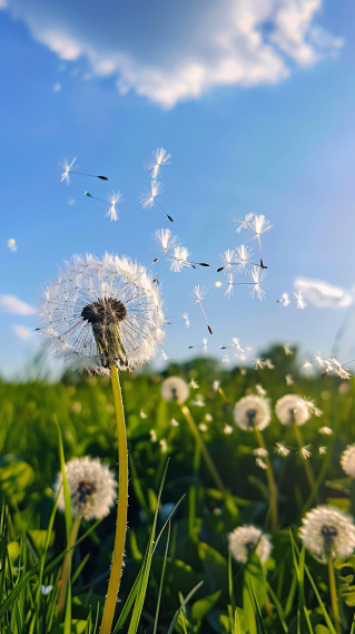 晴空下的蒲公英