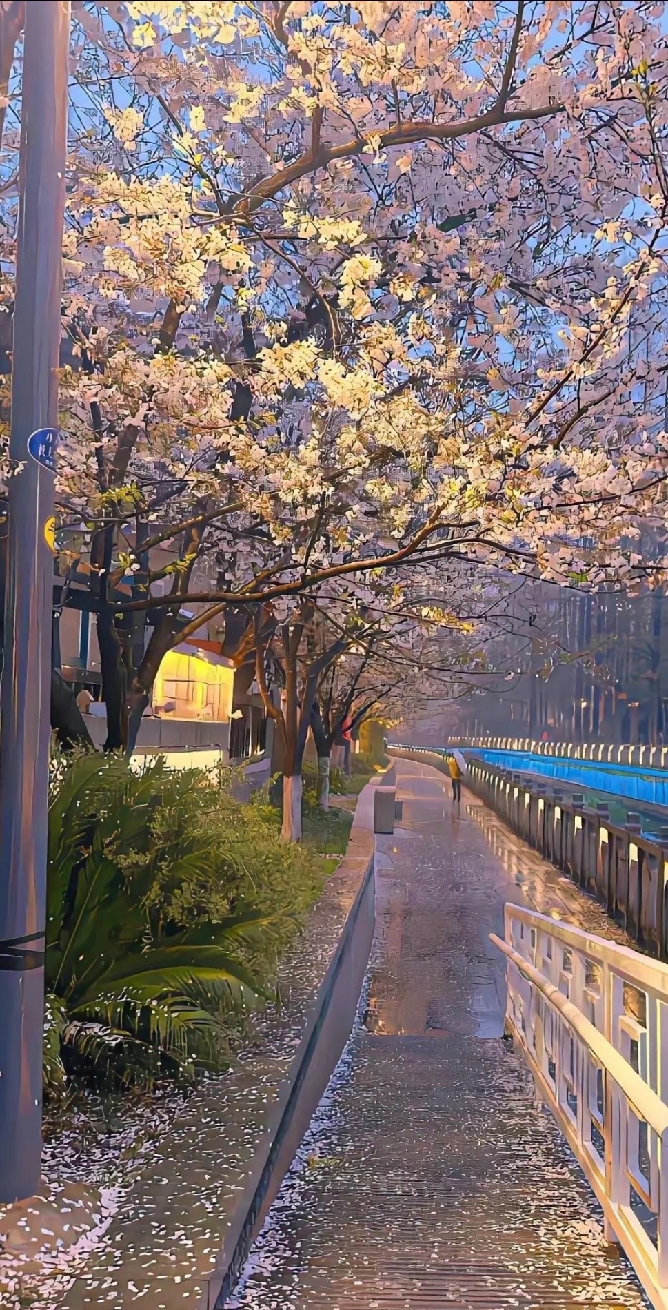 櫻花隧道