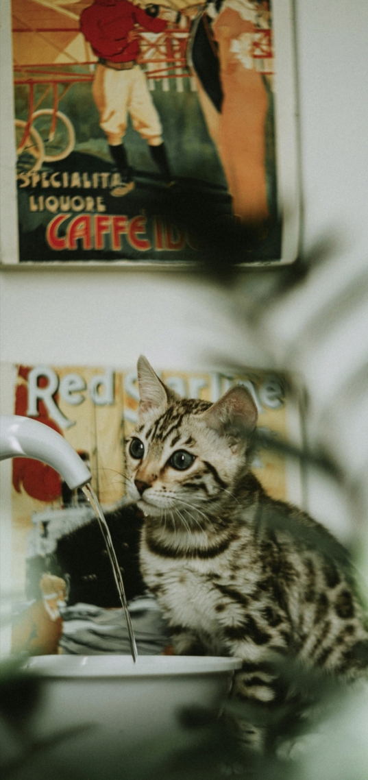 可爱猫咪