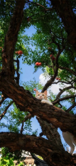 可爱猫咪