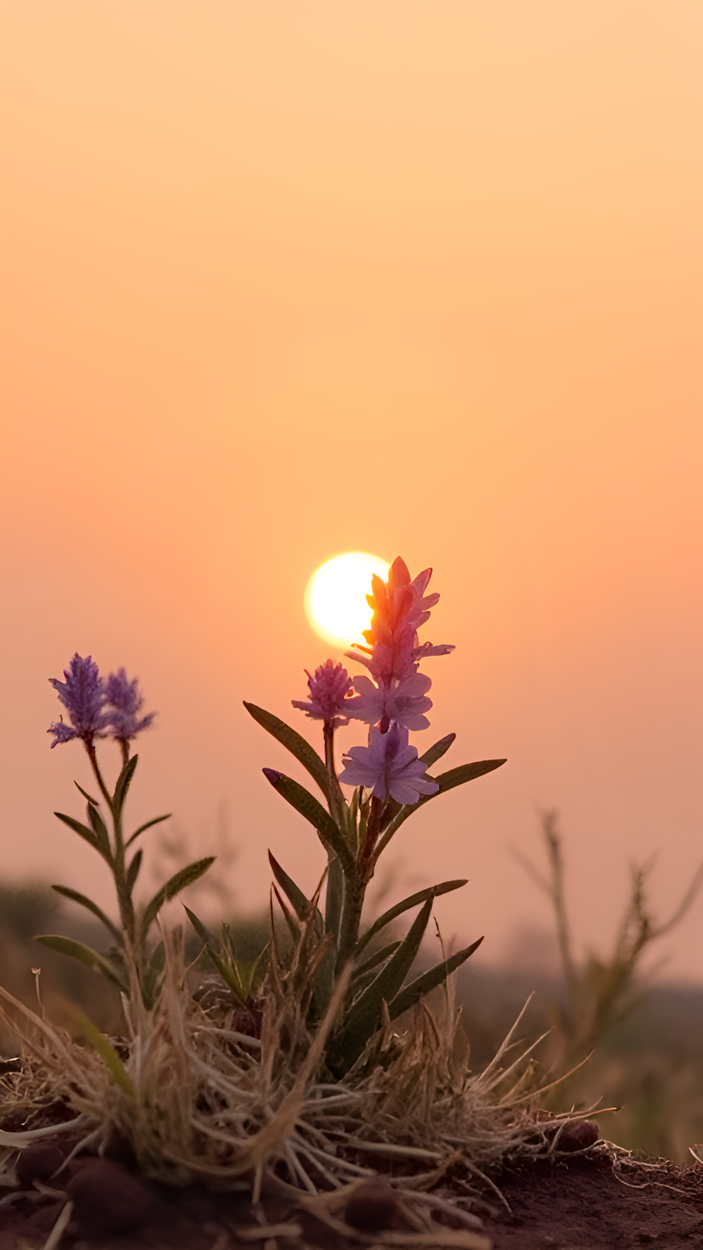 花草樹木上的夕陽