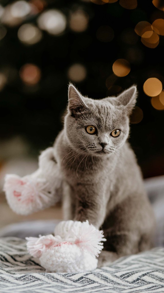 #呆萌的猫咪 可爱 (4)