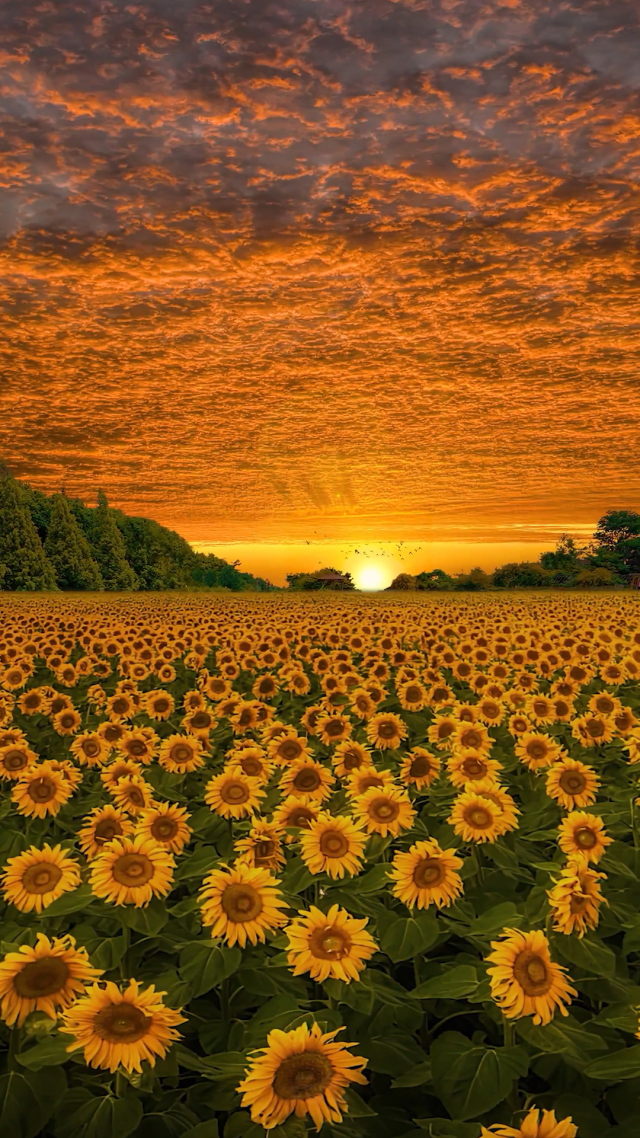 爆款夕陽向日葵花海