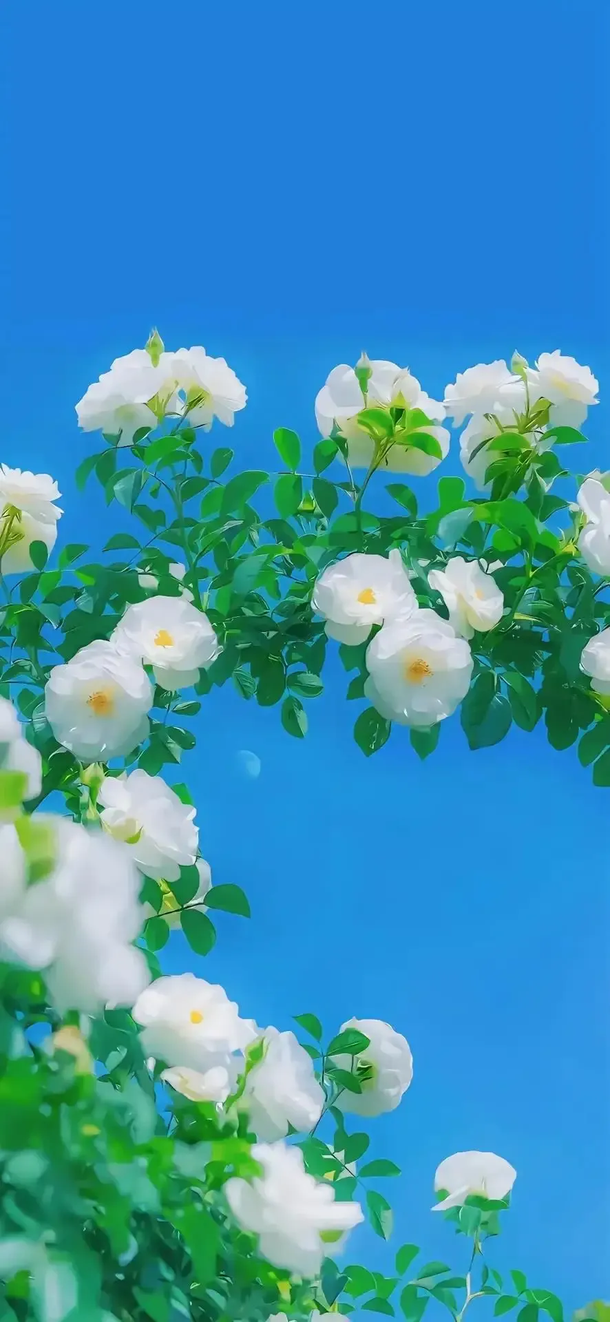 文艺小清新