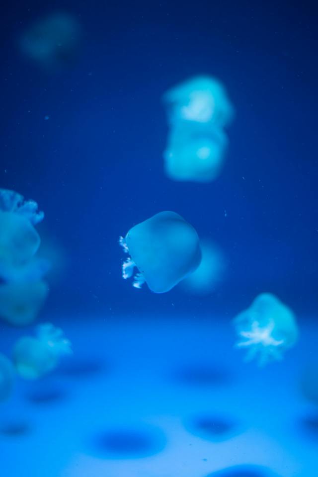 深色海水護眼水母