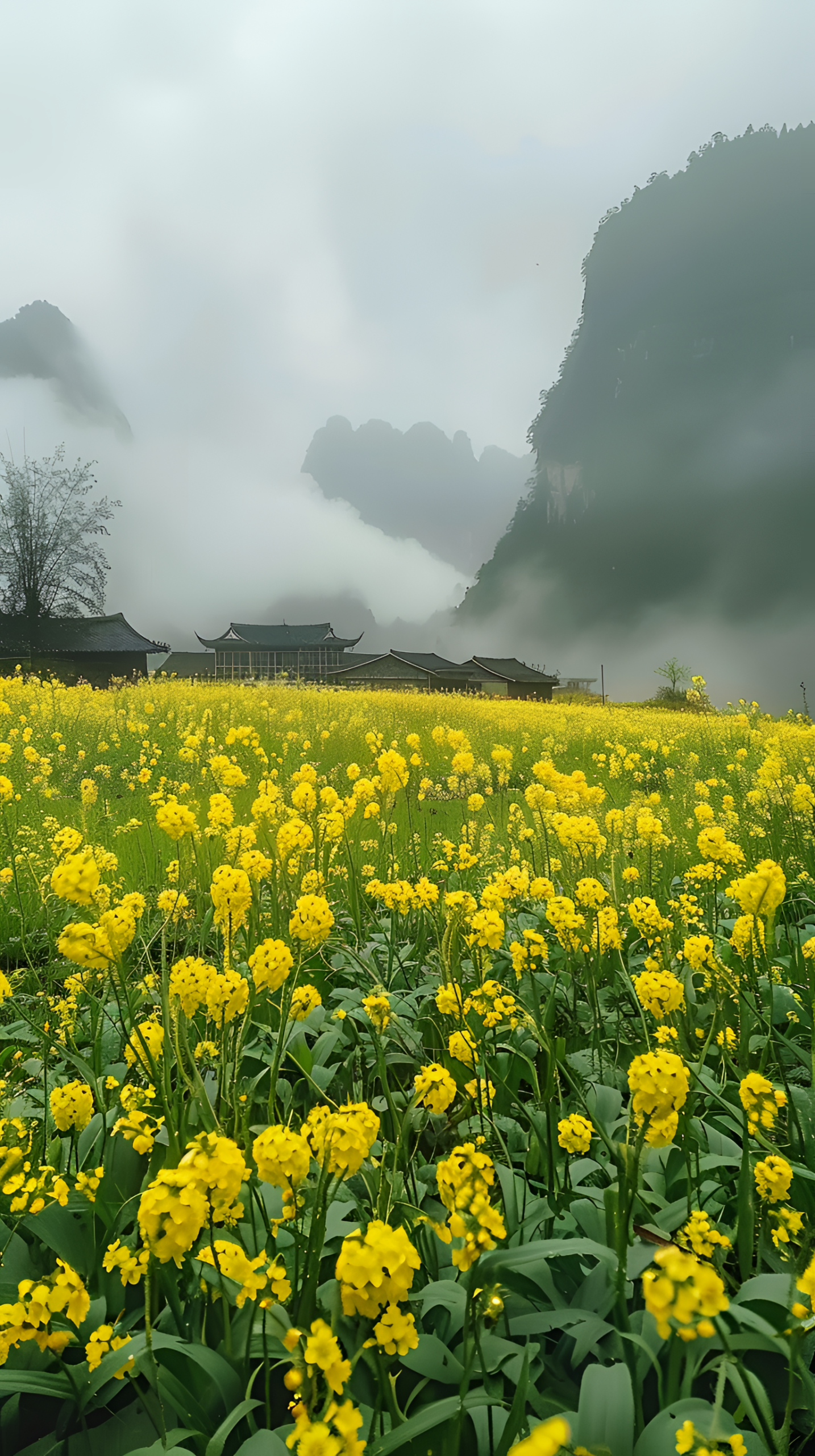油菜花田