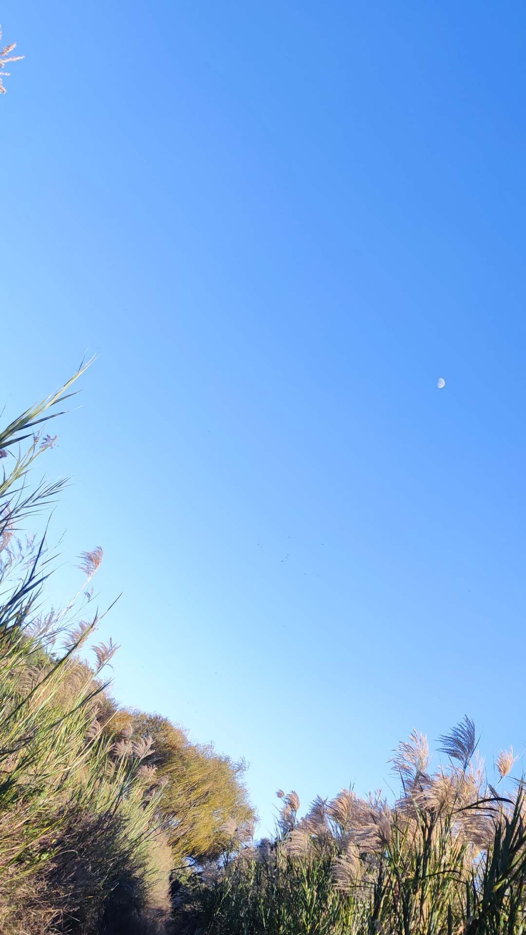 蒲公英三