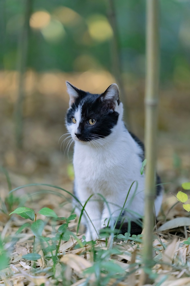 田园猫咪