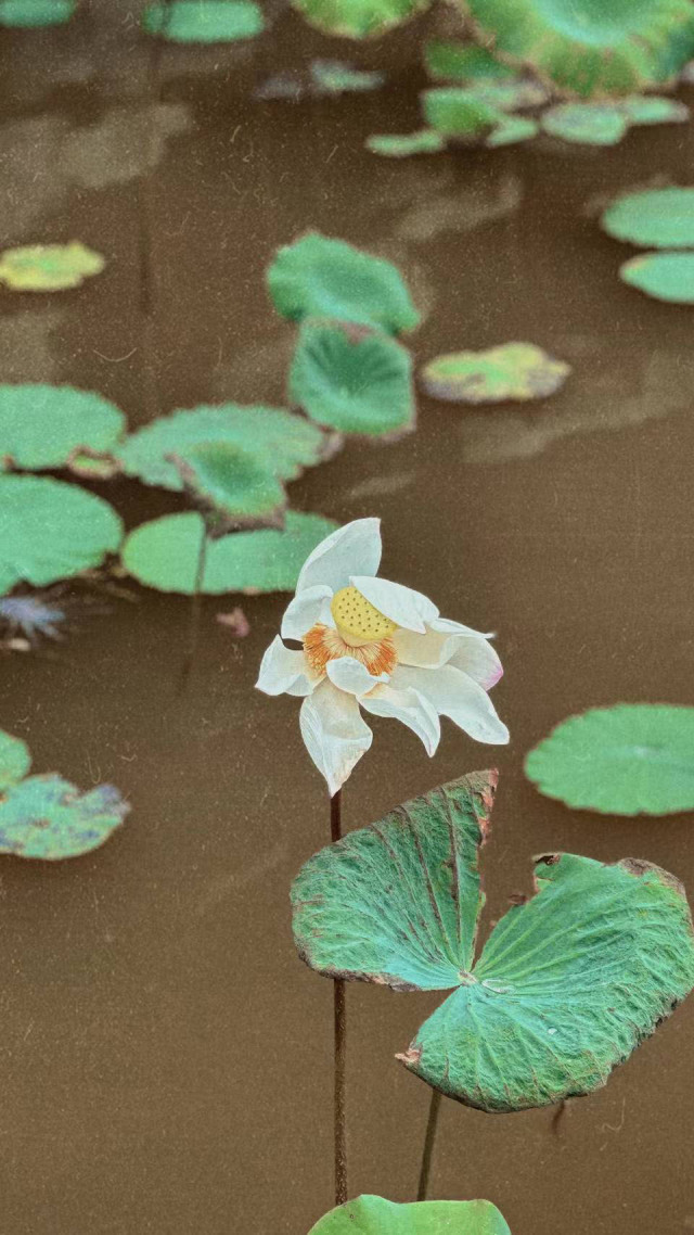 荷花7