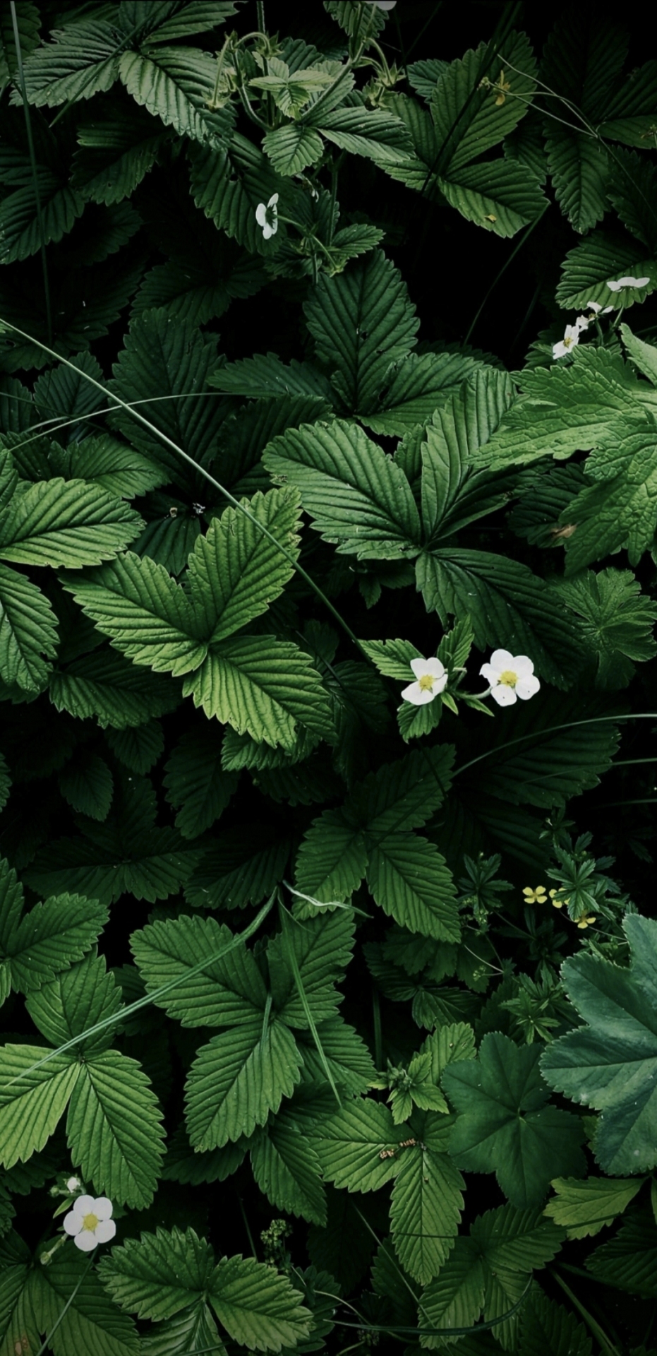 綠色花草