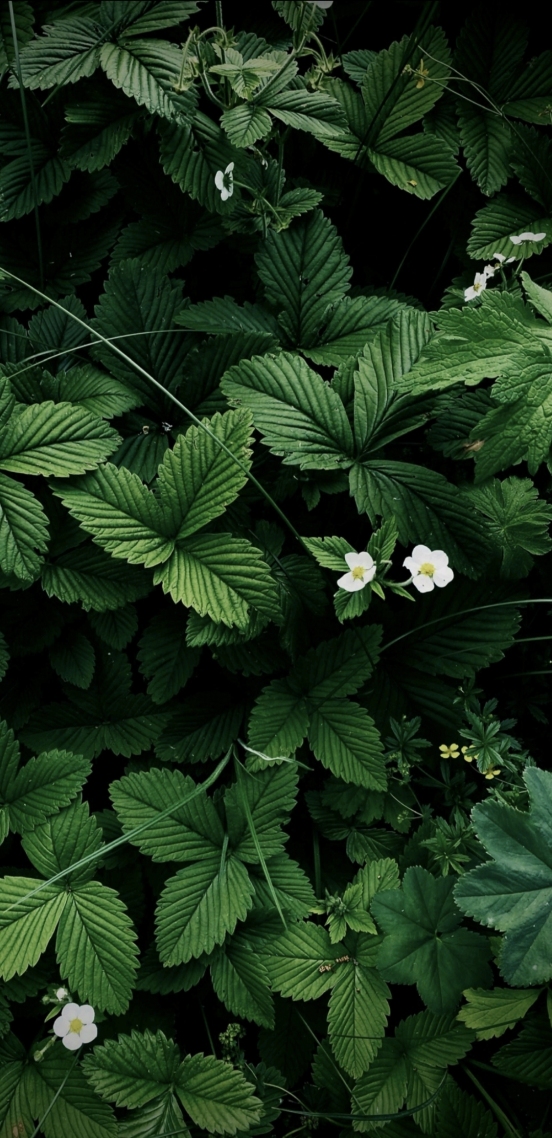 绿色花草