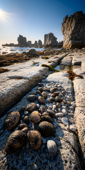 潮退石滩，贝藏山海