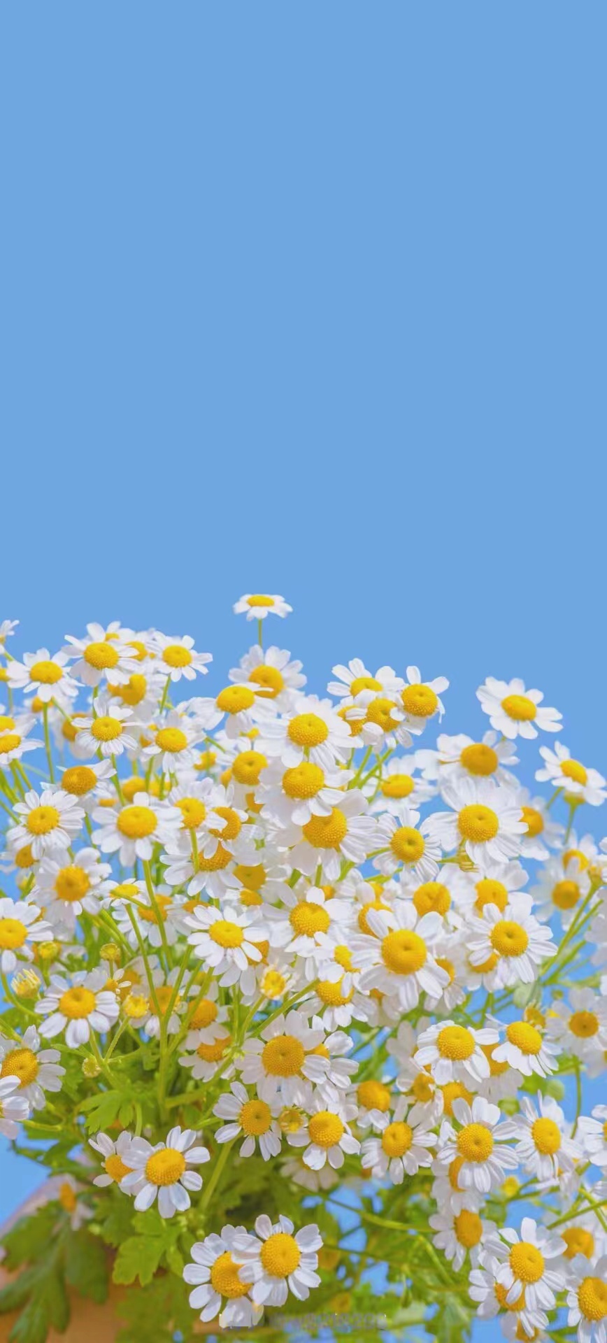 小雛菊