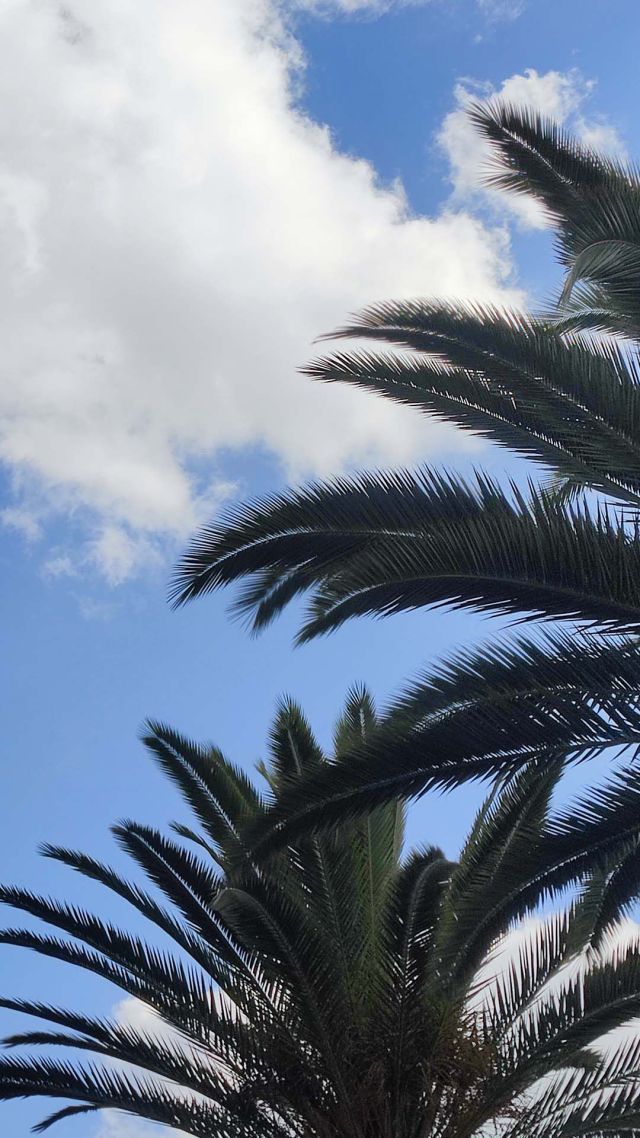 树二