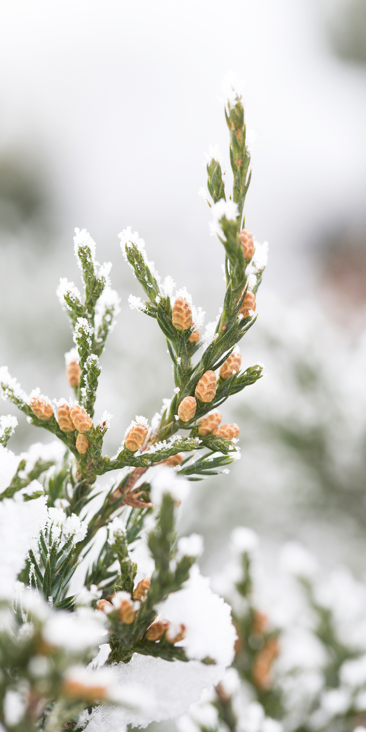 微信主頁壁紙~白雪覆蓋四野 植物
