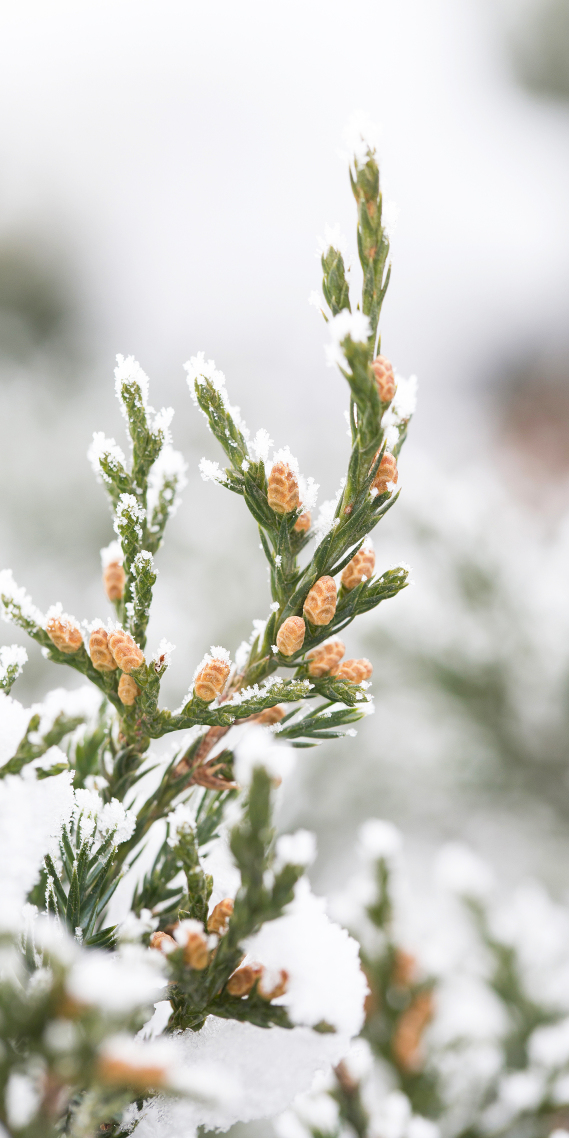 微信主頁壁紙~白雪覆蓋四野 植物