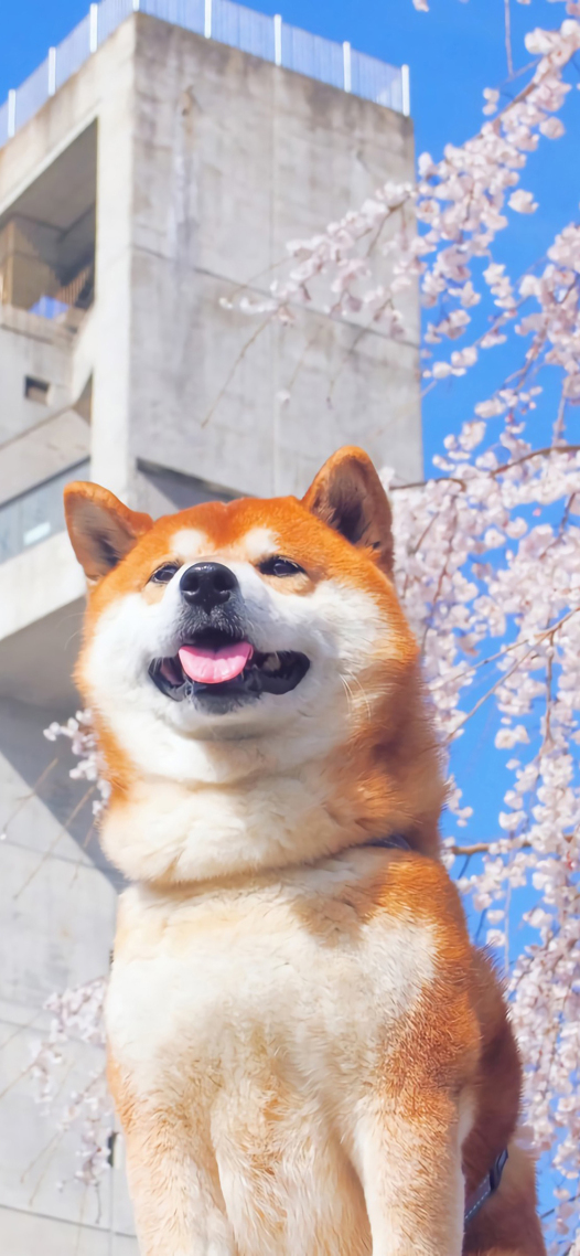 可愛修勾