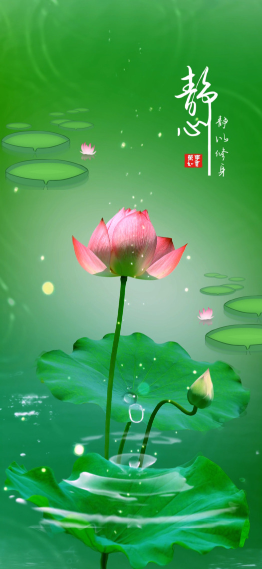 荷花