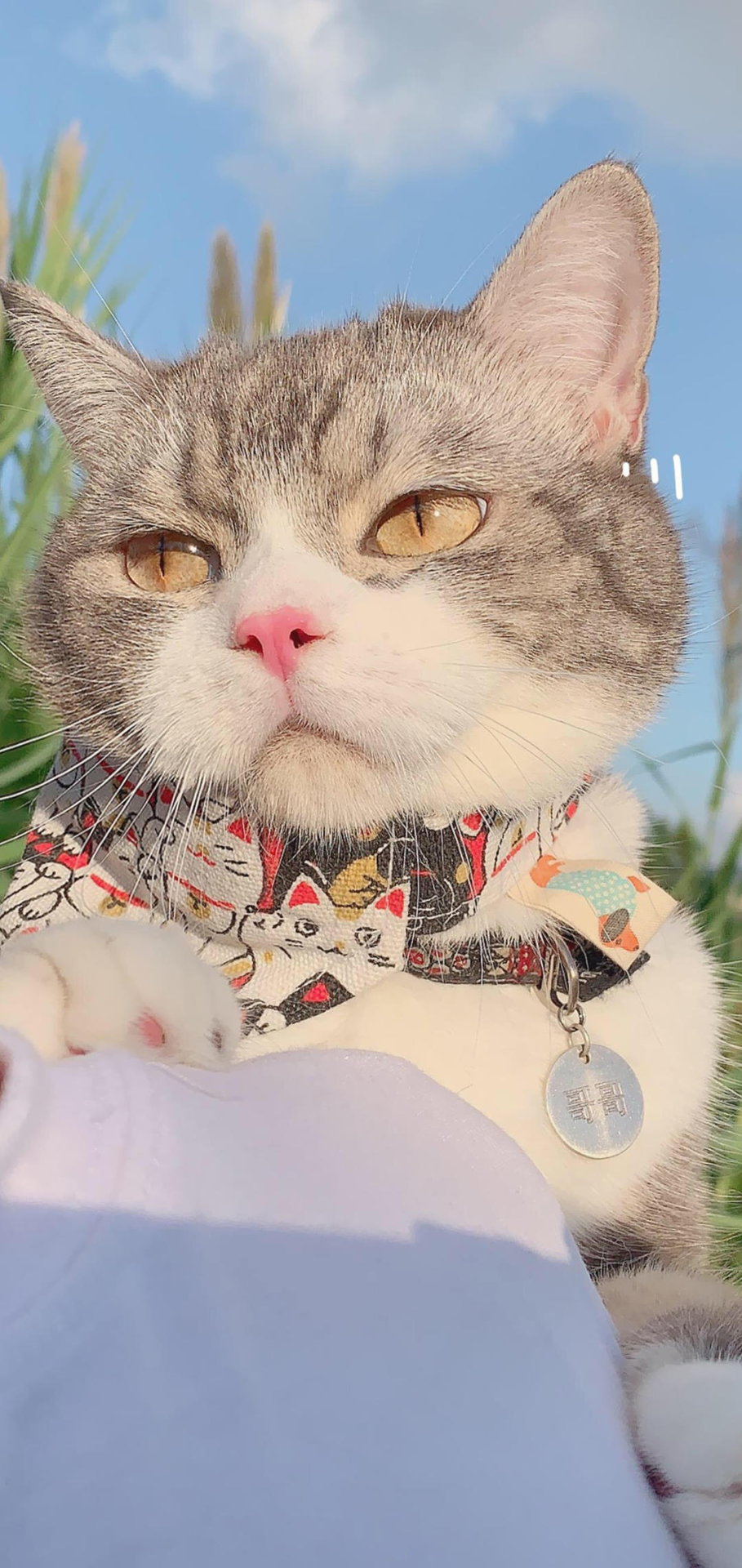 喵星人