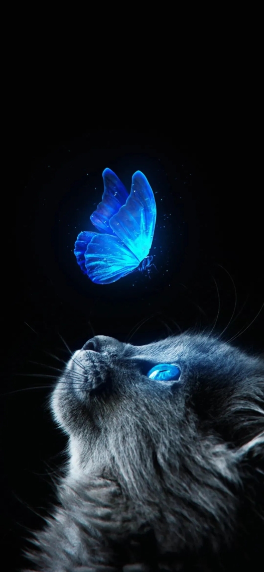 猫咪与蝴蝶?微信对话背景图片下载