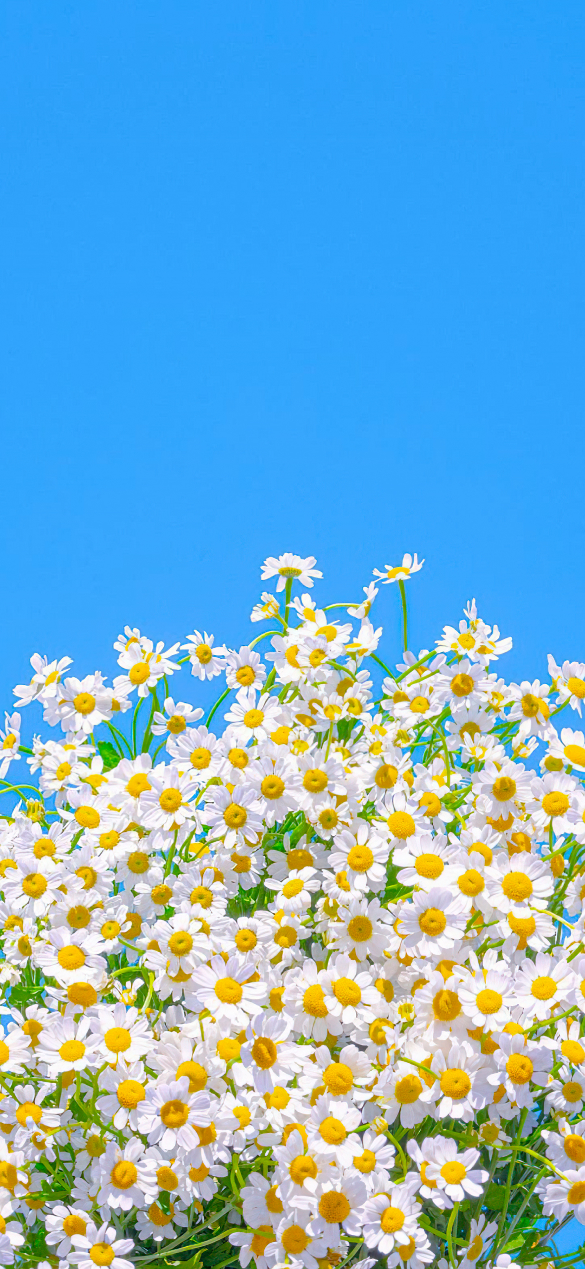 小雏菊