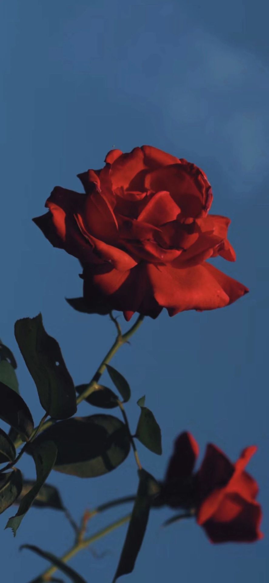 紅玫瑰