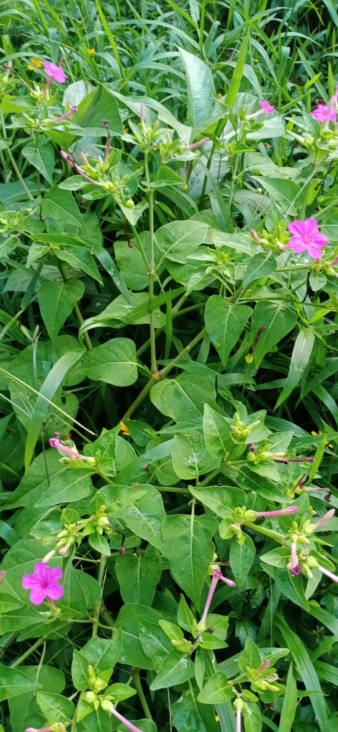 綠色清新護眼花草