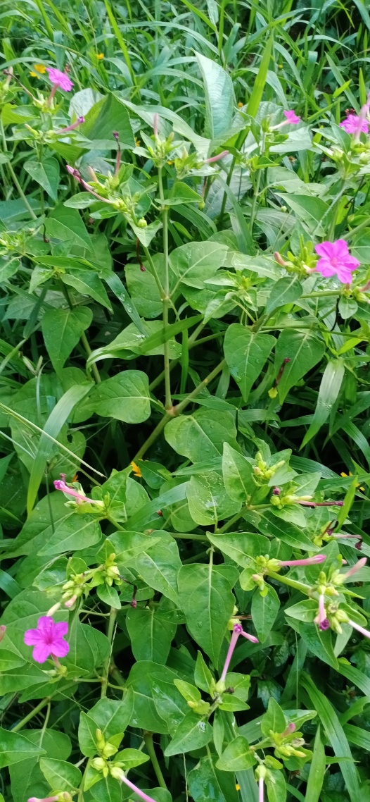 绿色清新护眼花草
