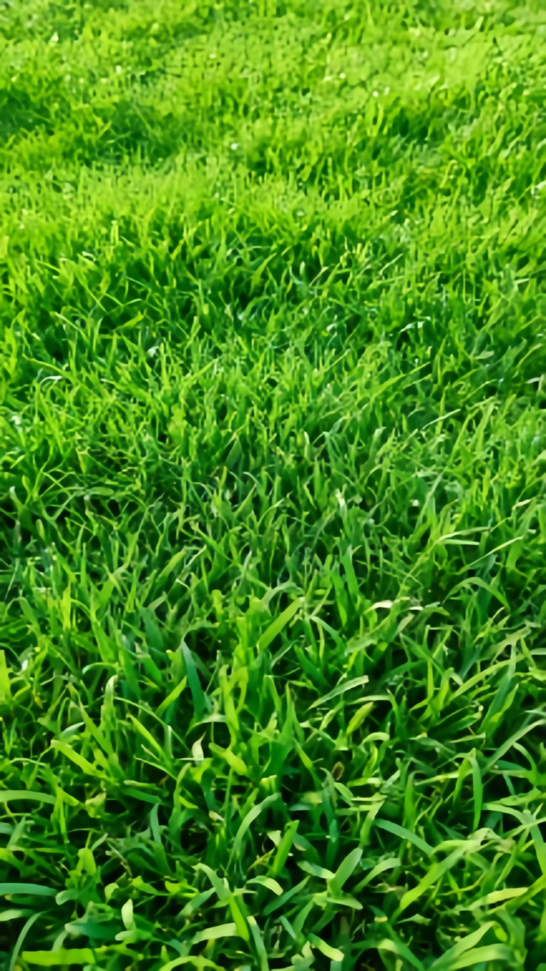 绿色清新自然护眼草原