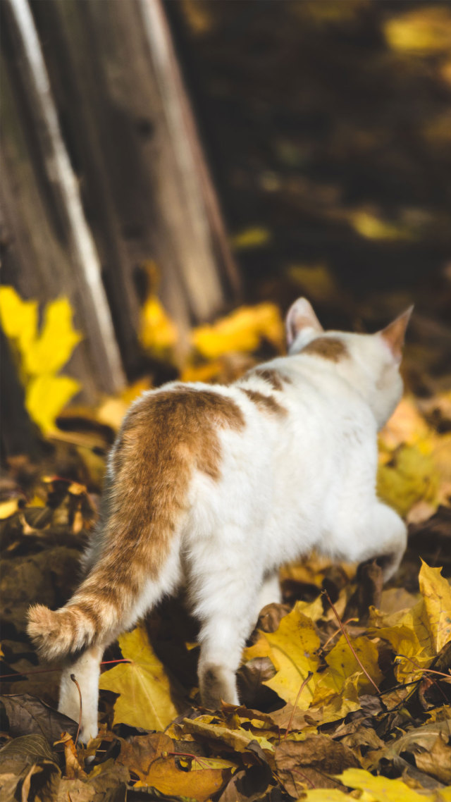 +可爱的猫咪 动物 (1)聊天背景图