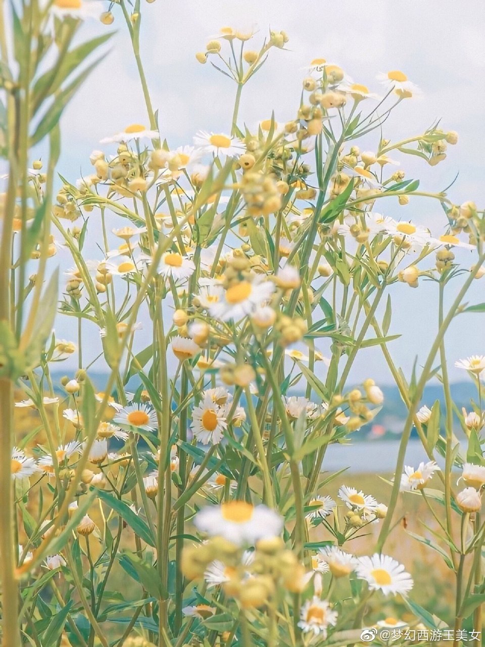 如花在野微信壁紙