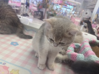 可塞猫咪